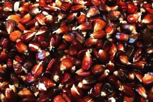 Red corn kernels.