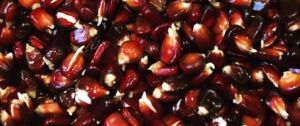 Red corn kernels.