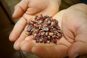 Two hands hold red corn kernels.