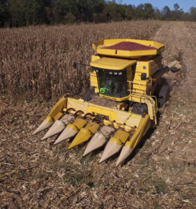 A yellow combine harvester in a corn field.