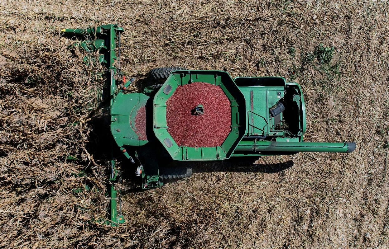Over-head photo of combine harvesting Bloody Butcher corn in a field.